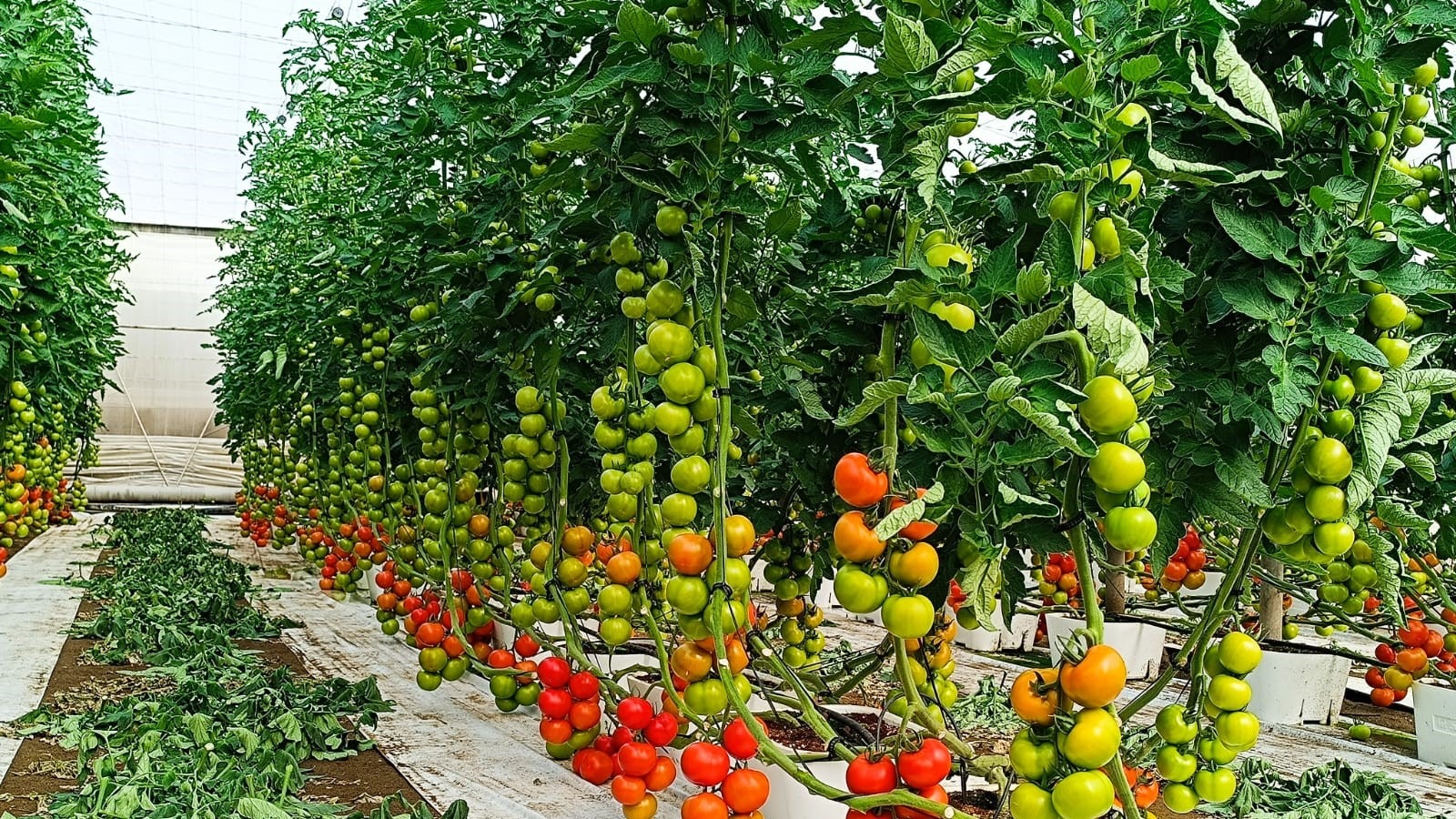 bye tuta tomate|bye tuta tomate|bye tuta tomate|bye tuta invernadero